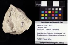 Foto (Objket + Etiketten) von Decapoda indet. 